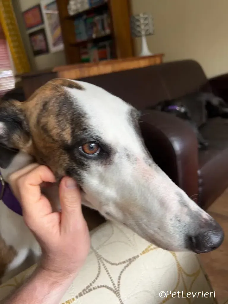 Themba adozione levrieri greyhound 9