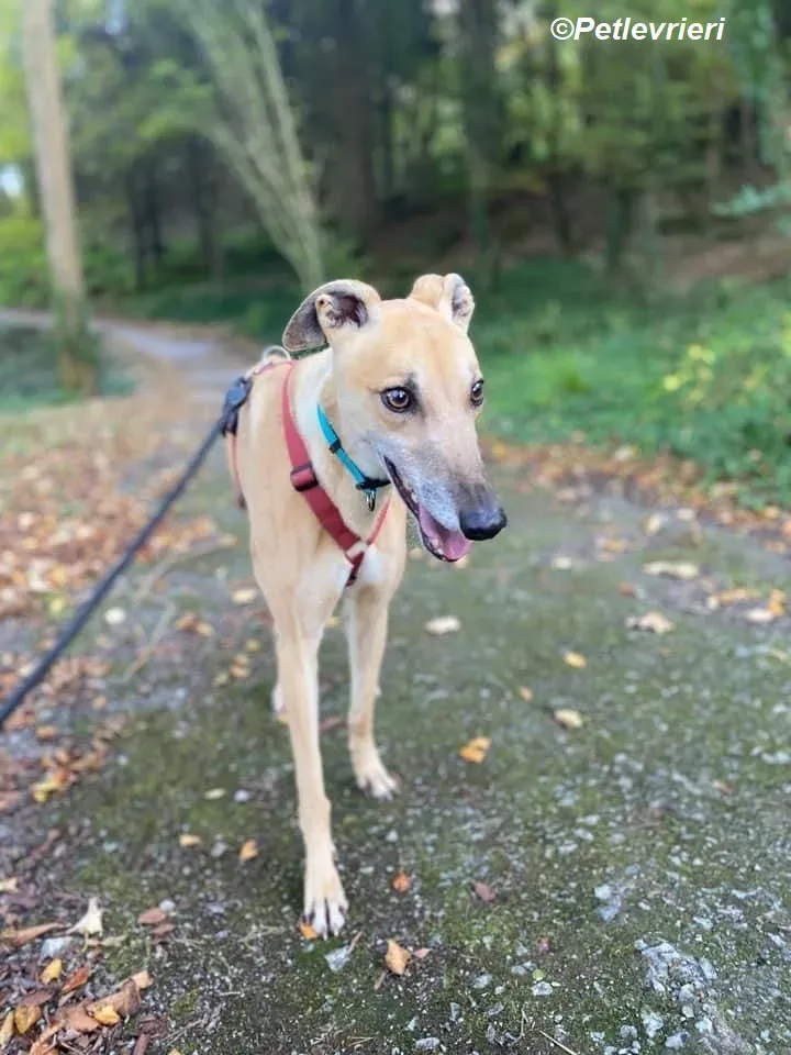 Theodore adozione levrieri greyhound 1