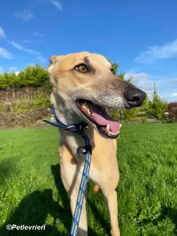 Theodore adozione levrieri greyhound 10