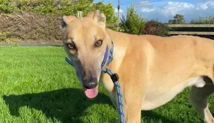 Theodore adozione levrieri greyhound 11 e1637667647151