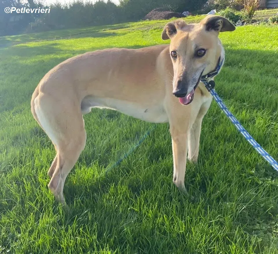 Theodore adozione levrieri greyhound 12