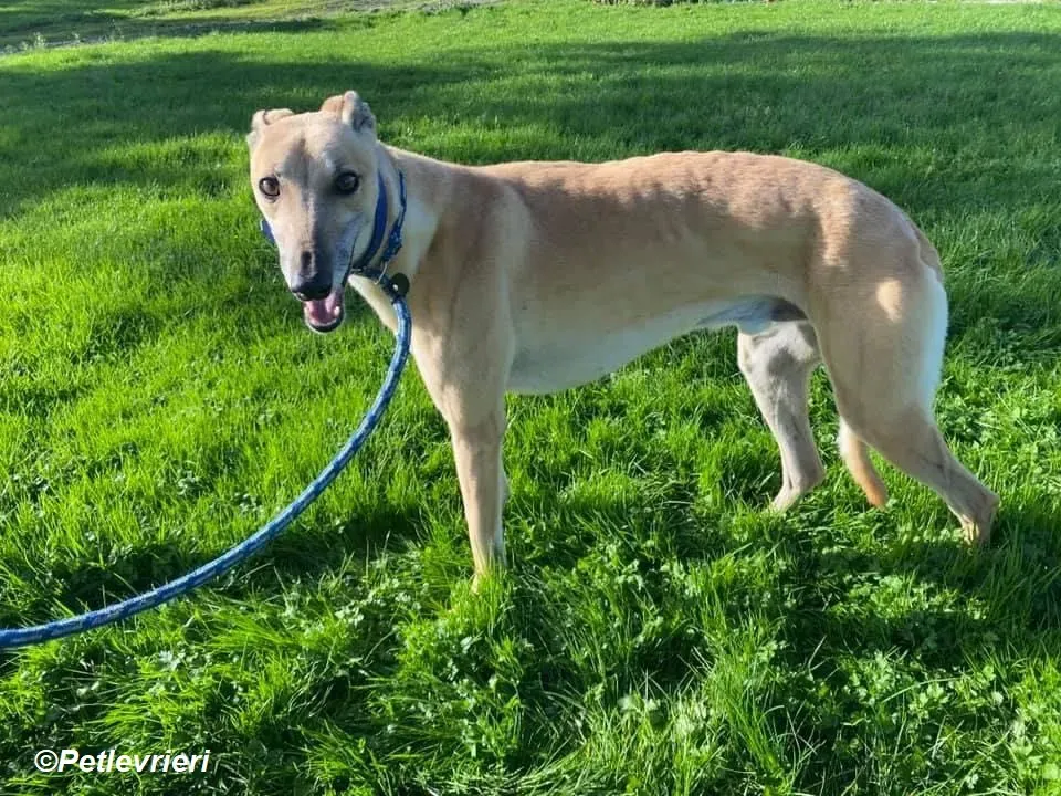 Theodore adozione levrieri greyhound 13