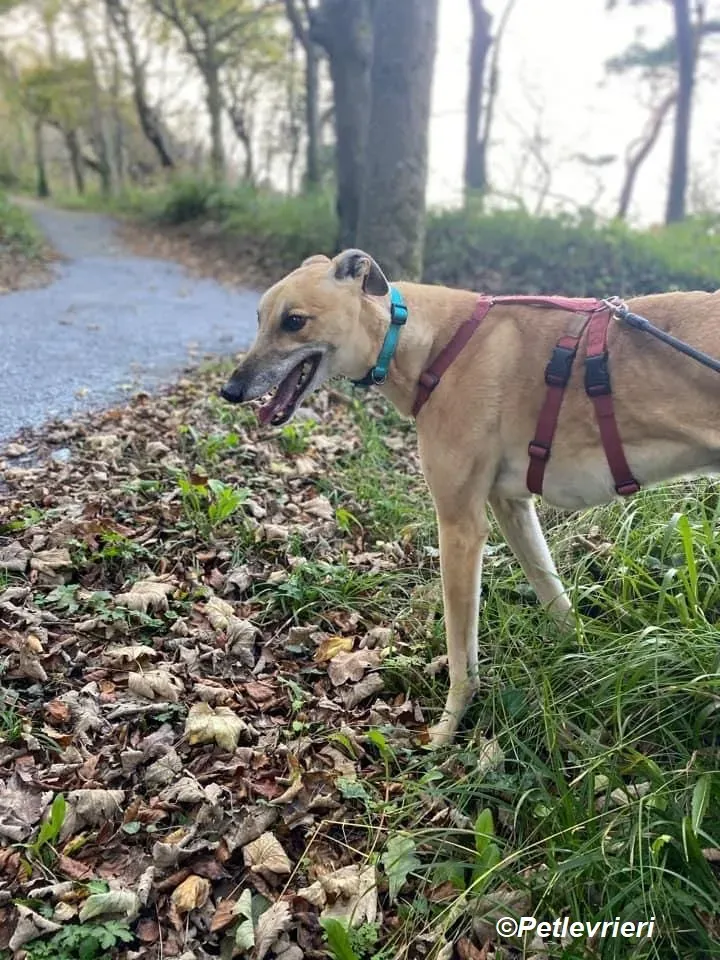 Theodore adozione levrieri greyhound 2