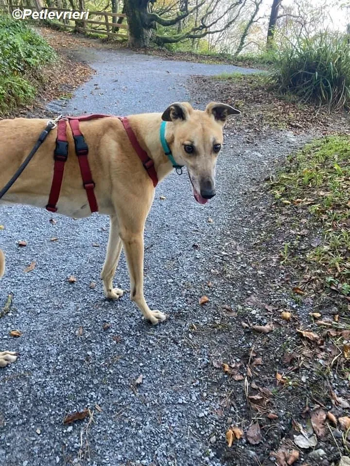 Theodore adozione levrieri greyhound 3