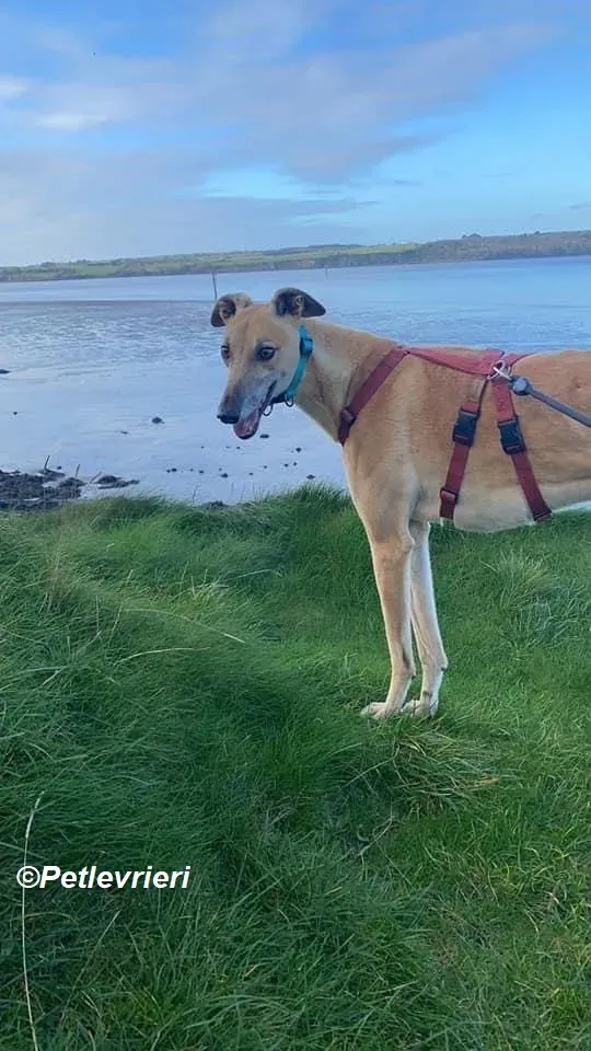 Theodore adozione levrieri greyhound 4