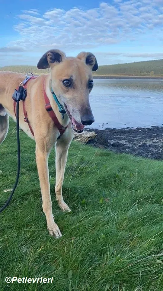 Theodore adozione levrieri greyhound 5