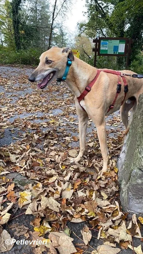 Theodore adozione levrieri greyhound 6