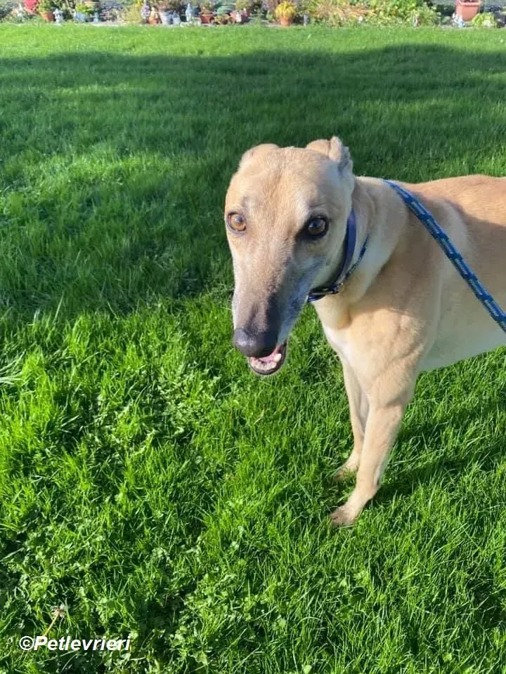 Theodore adozione levrieri greyhound 7