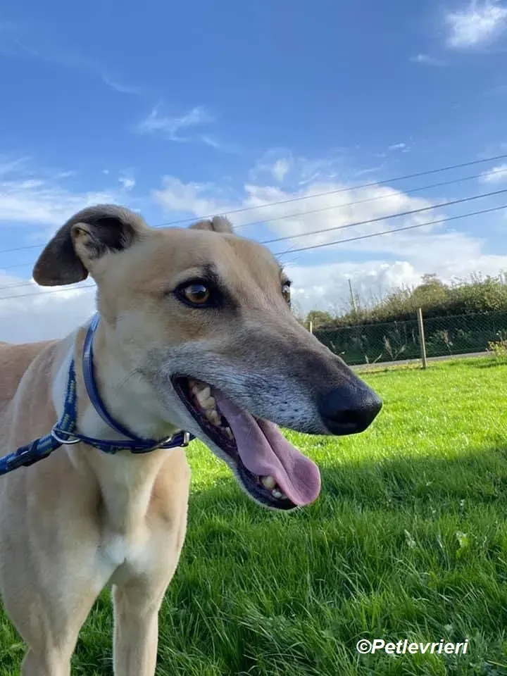 Theodore adozione levrieri greyhound 8