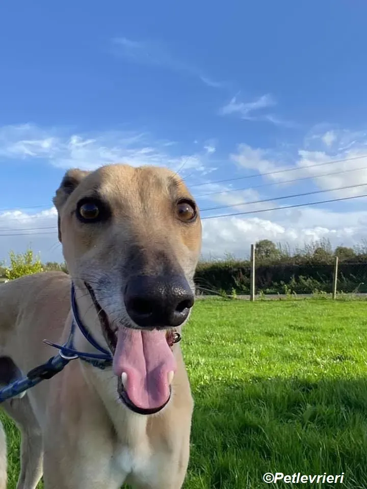 Theodore adozione levrieri greyhound 9