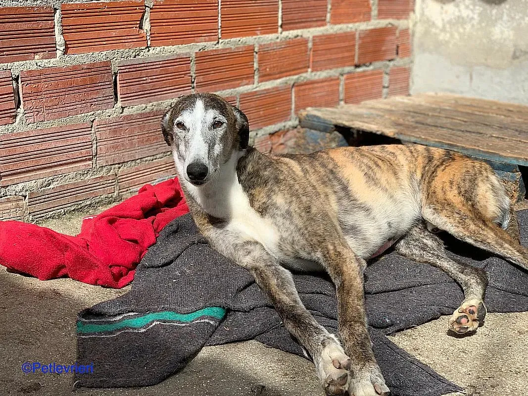 Thiago adozione levrieri galgo 01