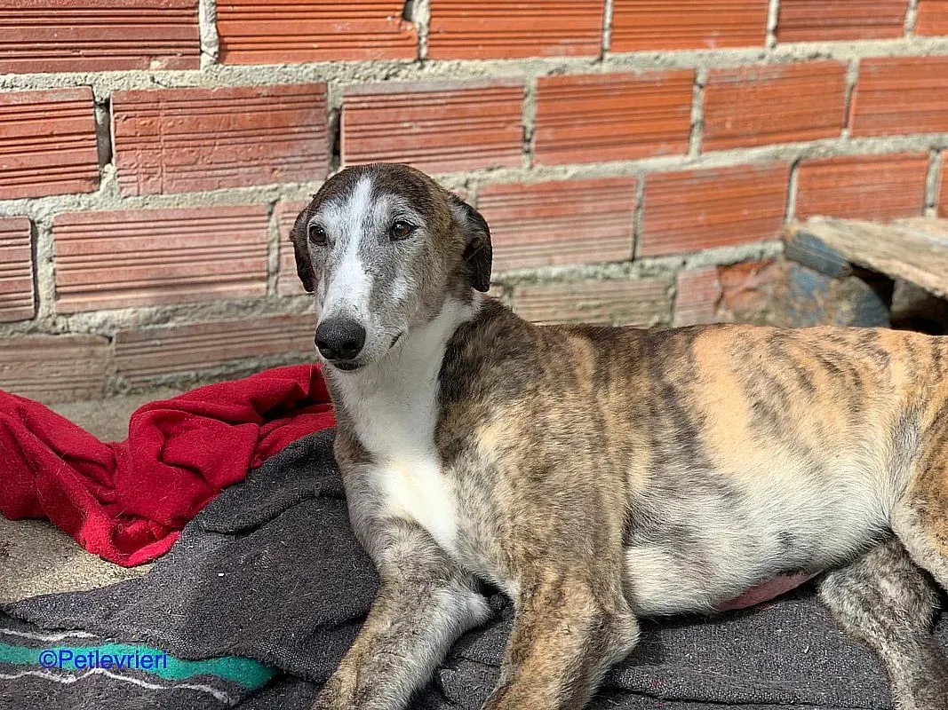 Thiago adozione levrieri galgo 02