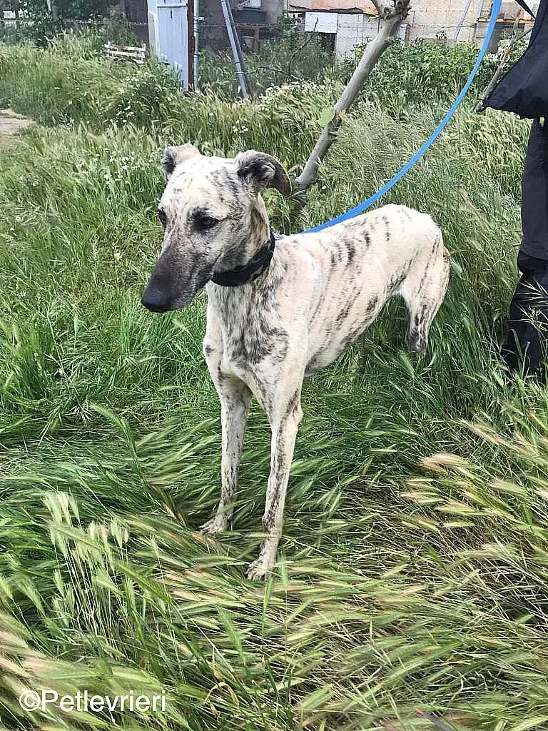 ThiagoChip 3186 adozione levrieri galgo 01