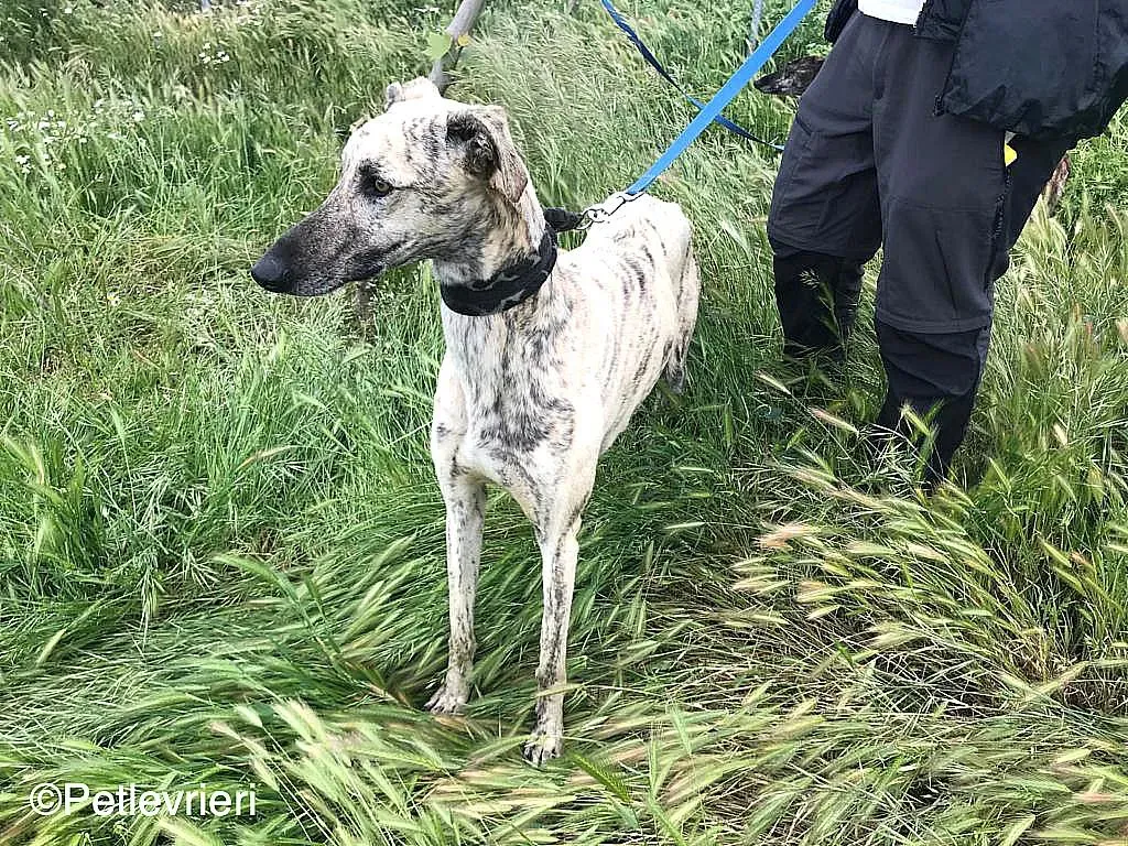 ThiagoChip 3186 adozione levrieri galgo 03