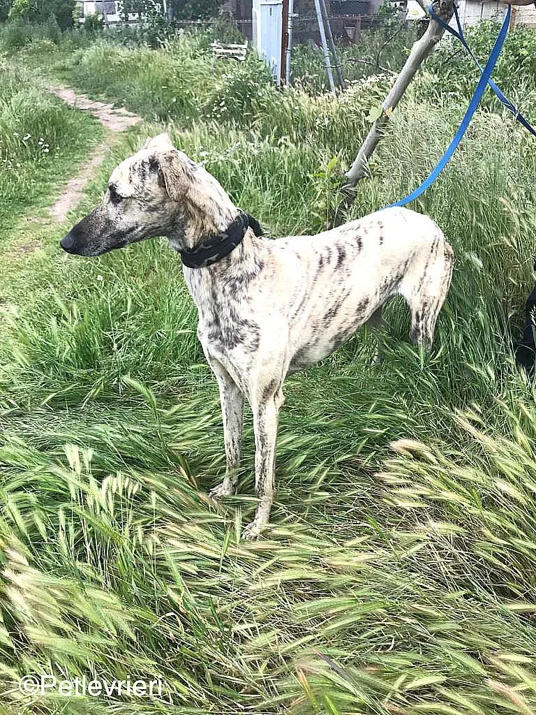 ThiagoChip 3186 adozione levrieri galgo 04