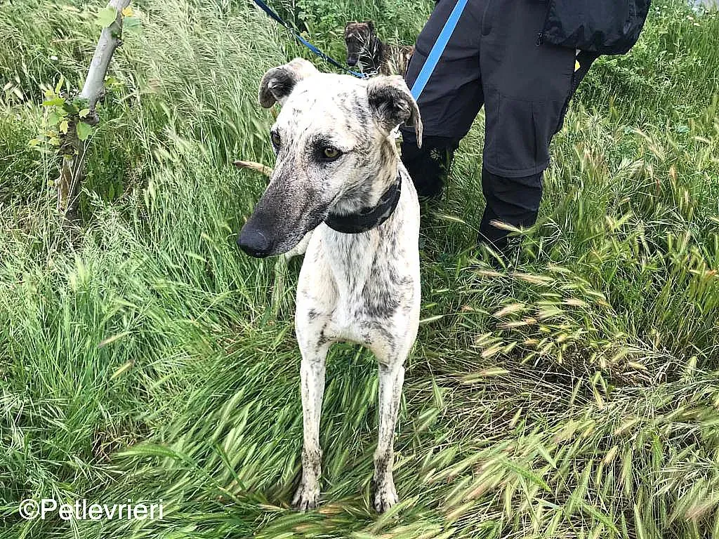 ThiagoChip 3186 adozione levrieri galgo 05