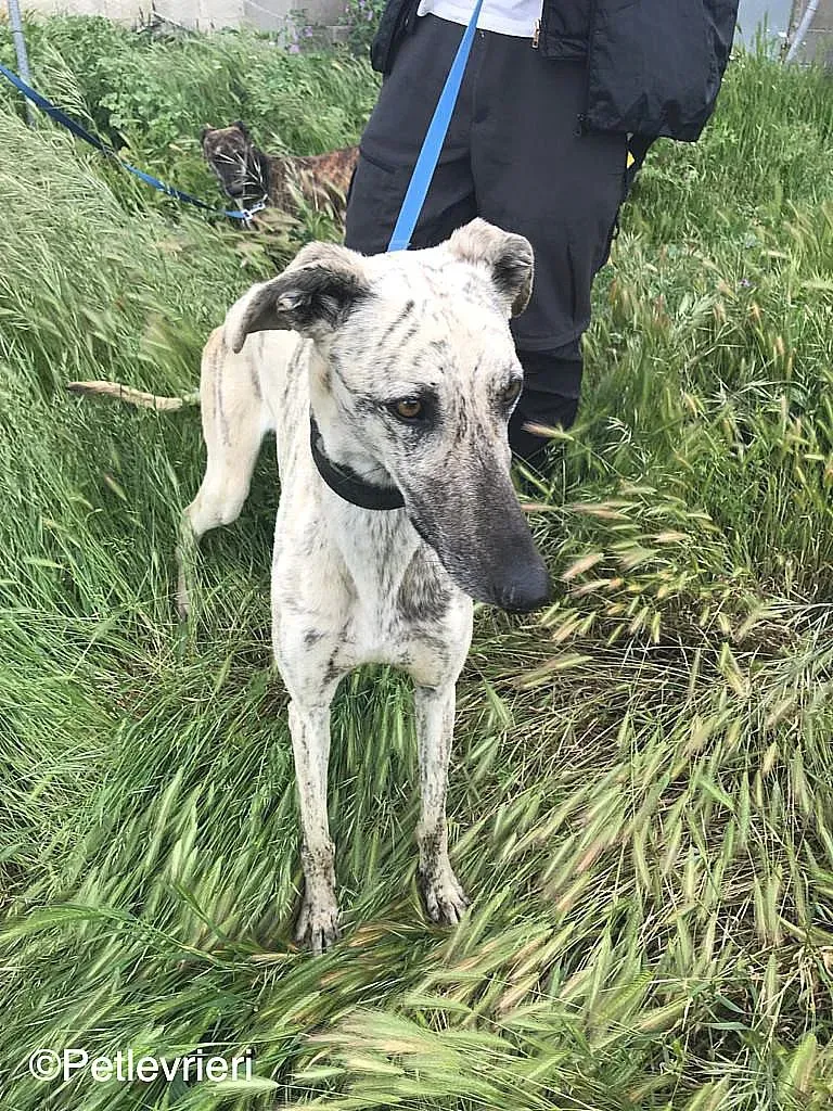 ThiagoChip 3186 adozione levrieri galgo 06