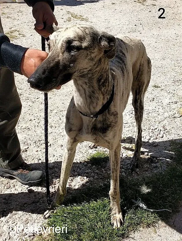 ThiagoChip 3186 adozione levrieri galgo 01