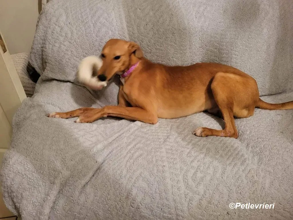 Thomas adozione levrieri greyhound 1