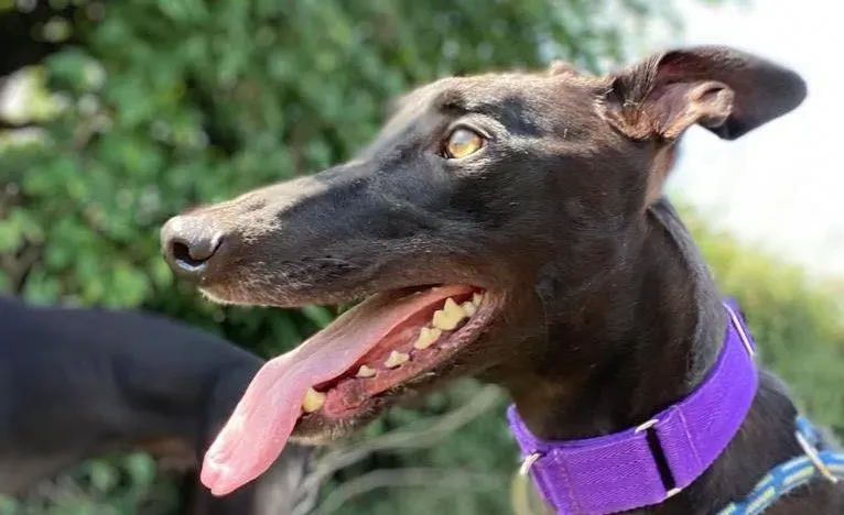 Thomas adozione levrieri greyhound 10 e1630999004617