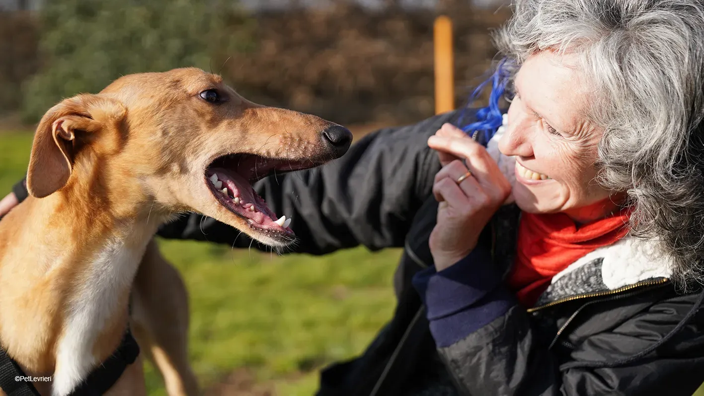 Thomas adozione levrieri greyhound 11 1