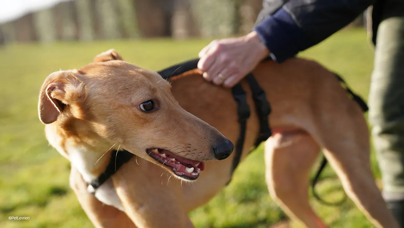 Thomas adozione levrieri greyhound 12 1