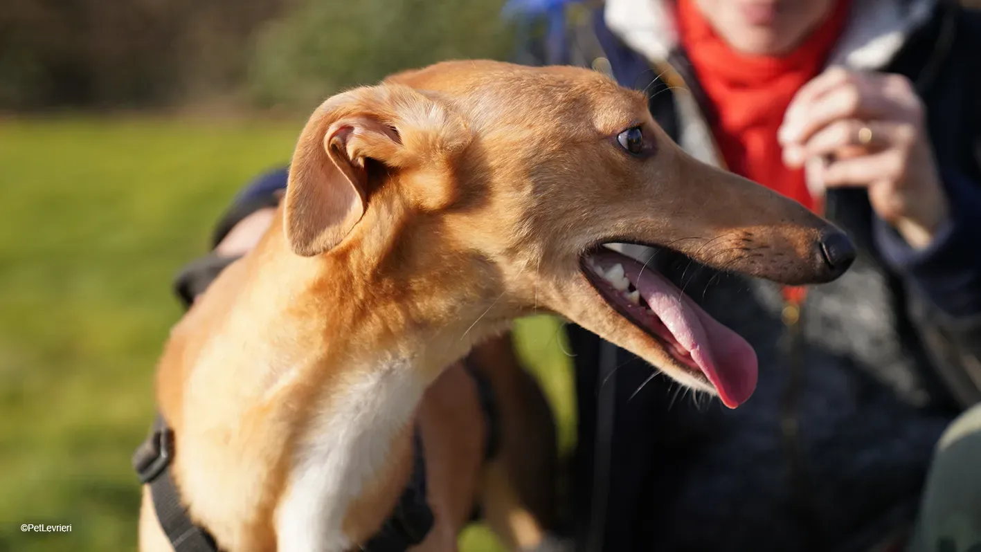 Thomas adozione levrieri greyhound 13 1