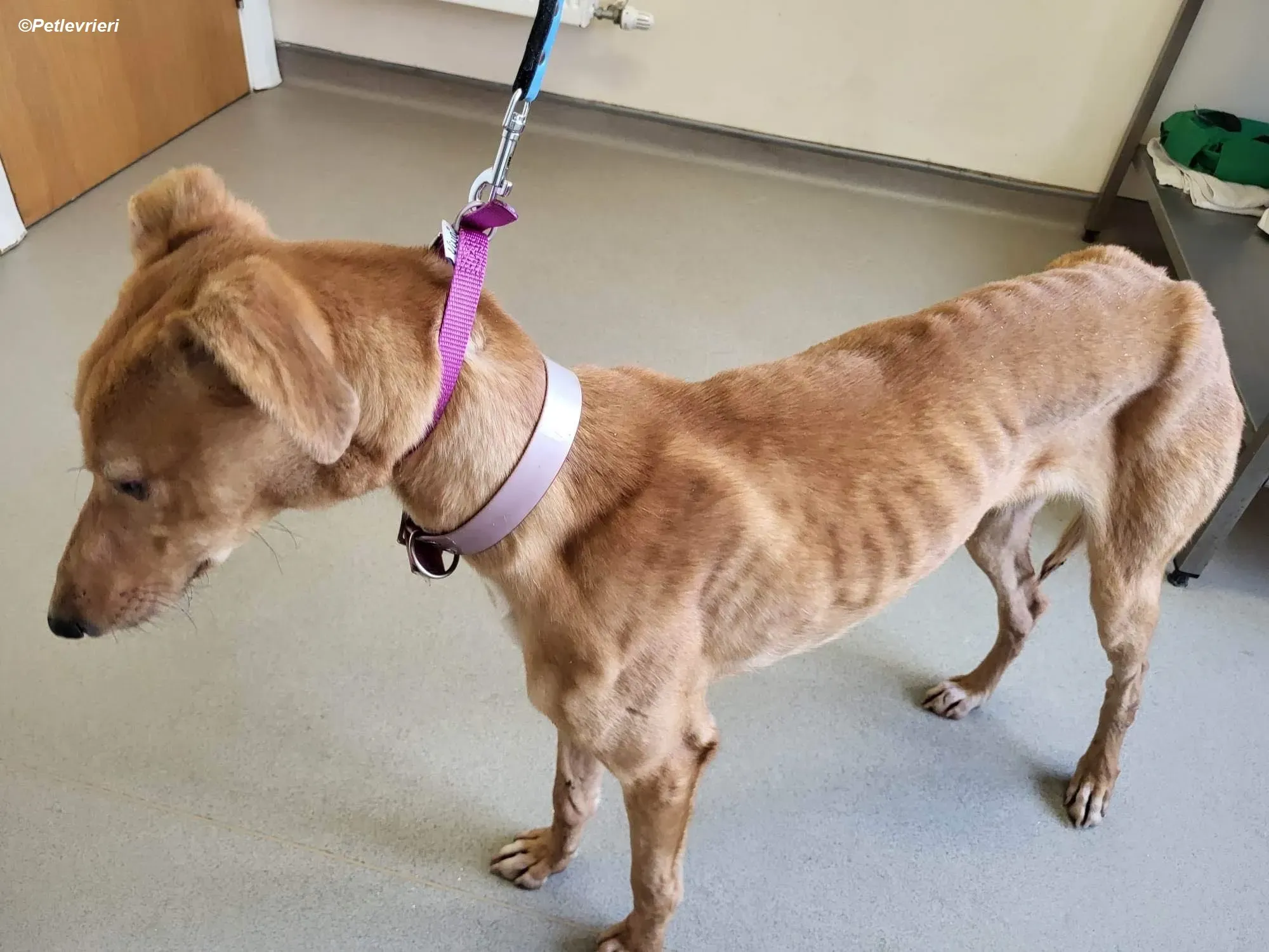 Thomas adozione levrieri greyhound 10