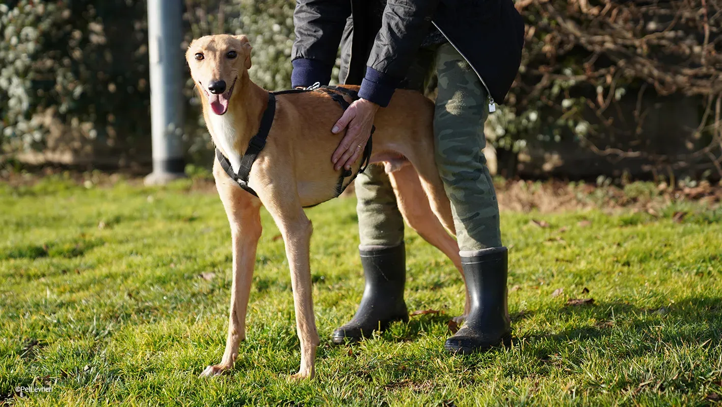 Thomas adozione levrieri greyhound 14 1