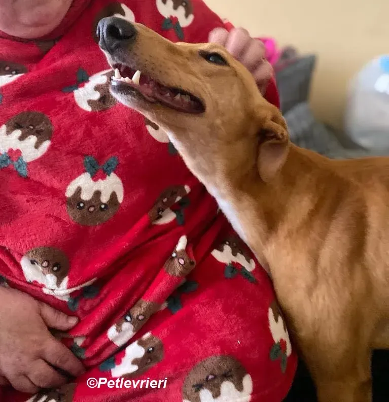 Thomas adozione levrieri greyhound 11