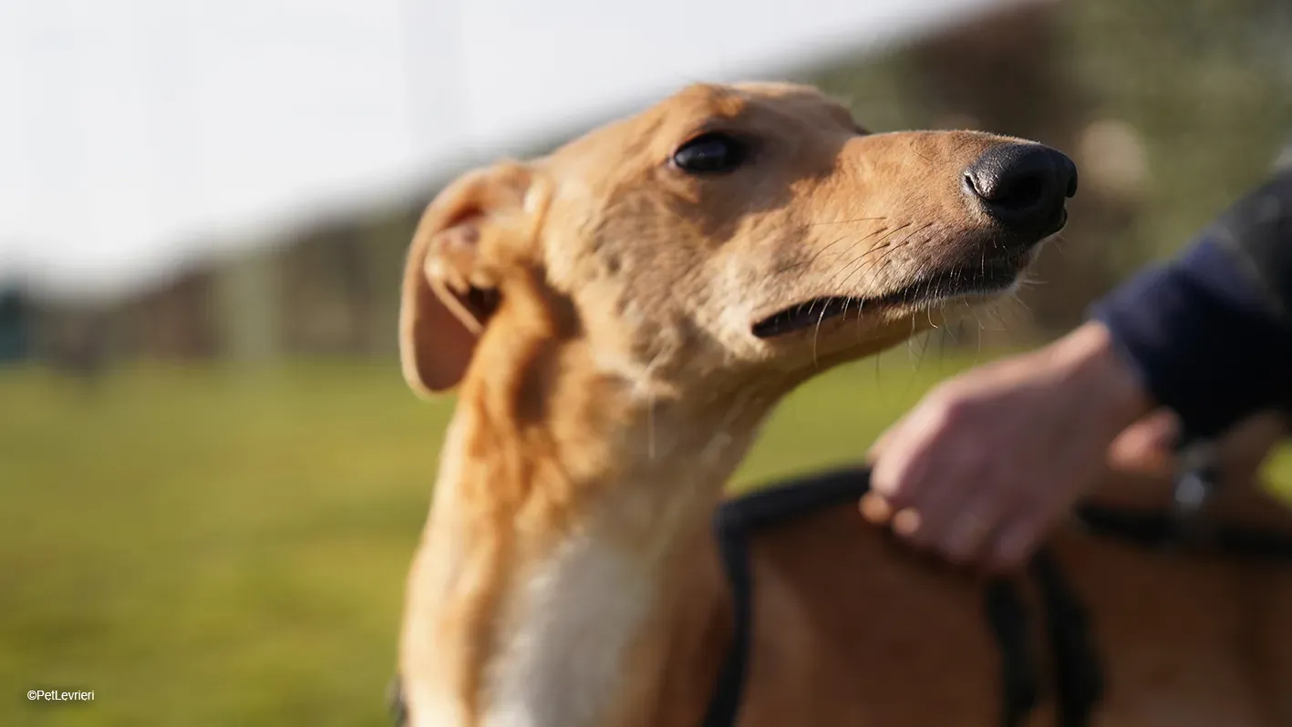 Thomas adozione levrieri greyhound 15 1
