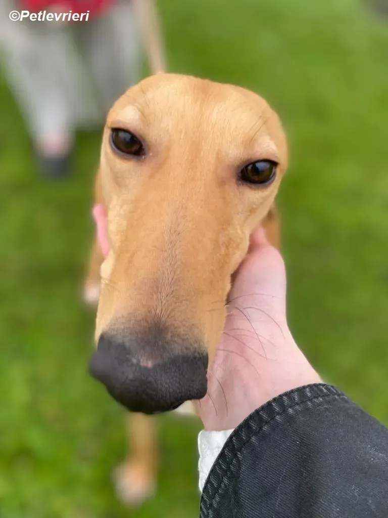 Thomas adozione levrieri greyhound 12