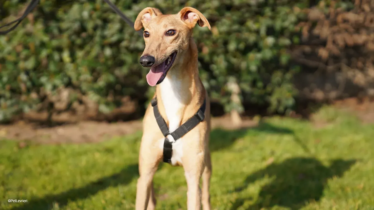 Thomas adozione levrieri greyhound 16 1