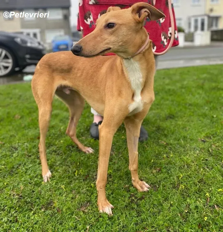 Thomas adozione levrieri greyhound 13