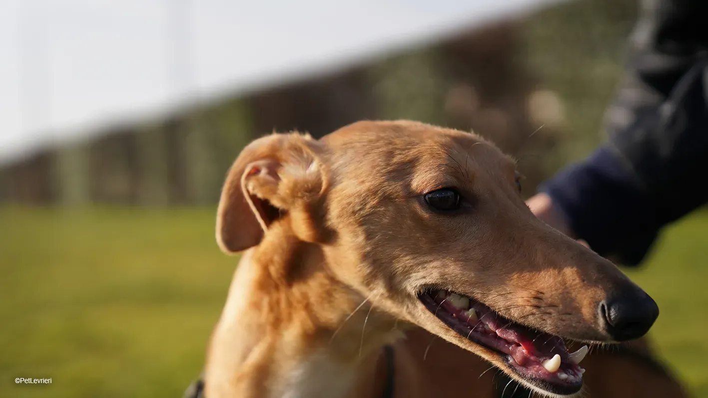 Thomas adozione levrieri greyhound 17 1