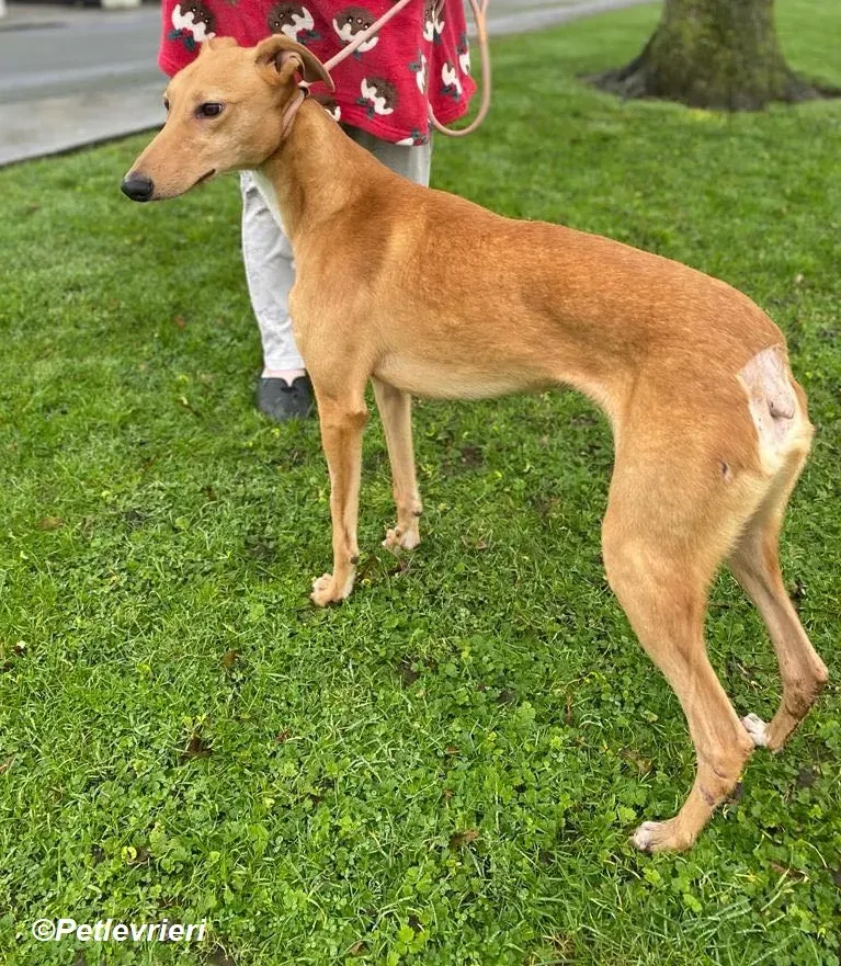 Thomas adozione levrieri greyhound 14