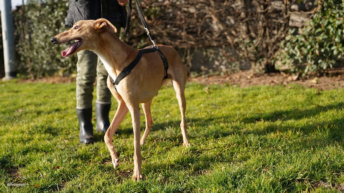 Thomas adozione levrieri greyhound 18 1