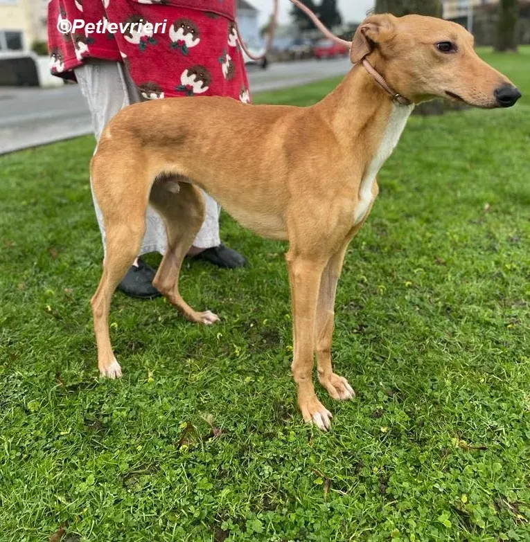Thomas adozione levrieri greyhound 15