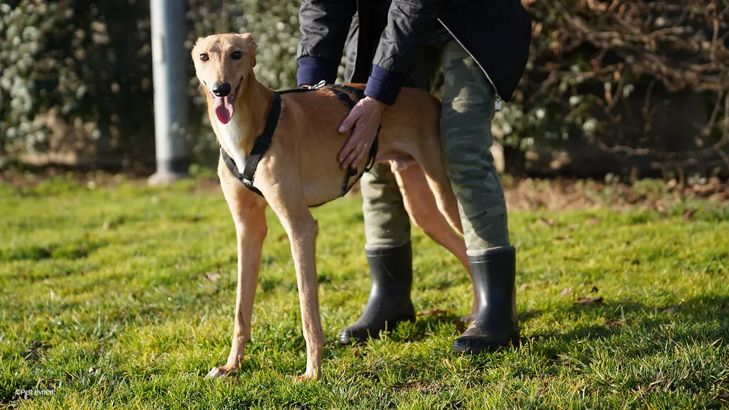 Thomas adozione levrieri greyhound 19 1