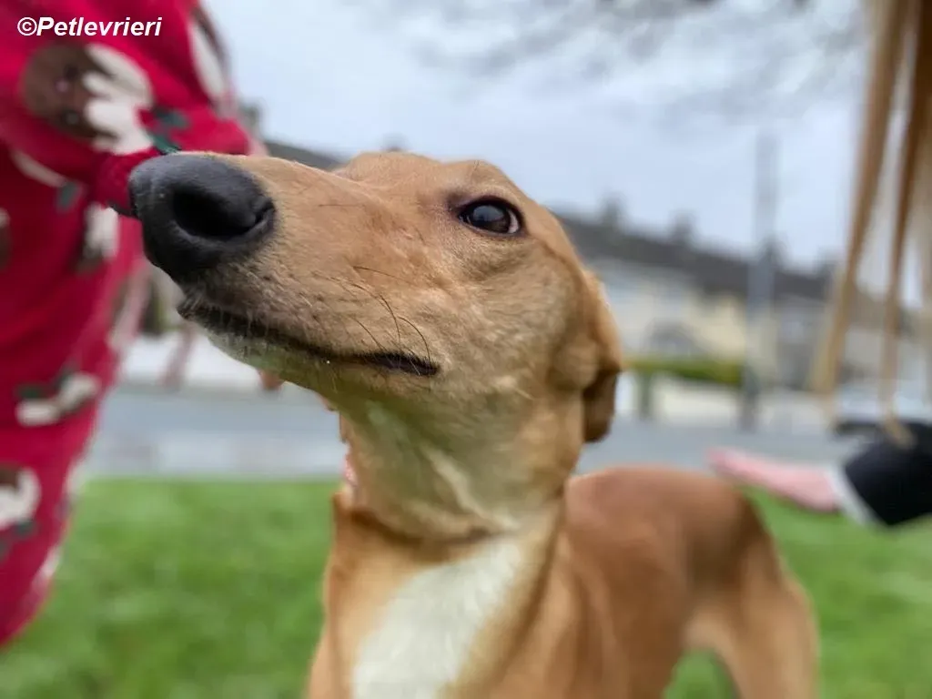 Thomas adozione levrieri greyhound 16