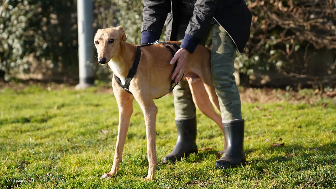 Thomas adozione levrieri greyhound 20 1