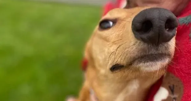 Thomas adozione levrieri greyhound 20 e1674653793377