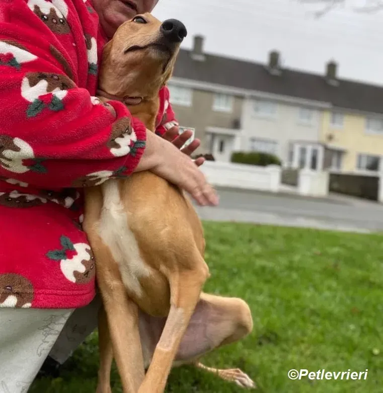 Thomas adozione levrieri greyhound 17