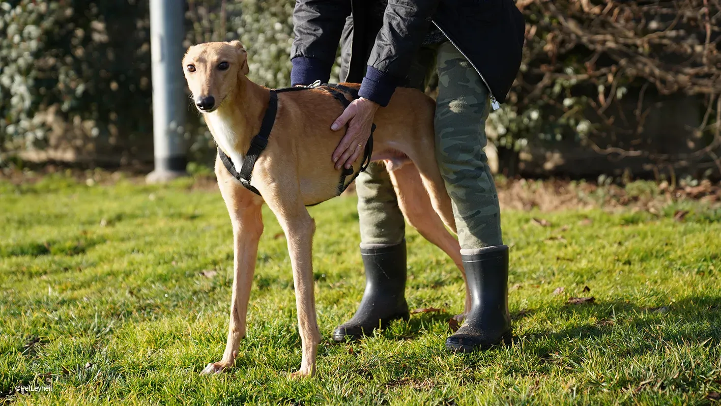 Thomas adozione levrieri greyhound 21 1