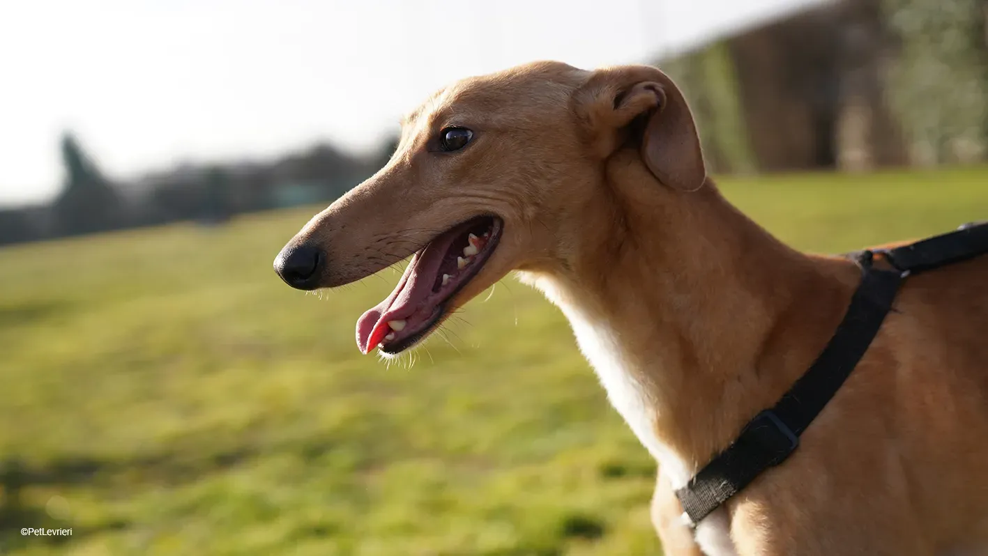 Thomas adozione levrieri greyhound 22 1