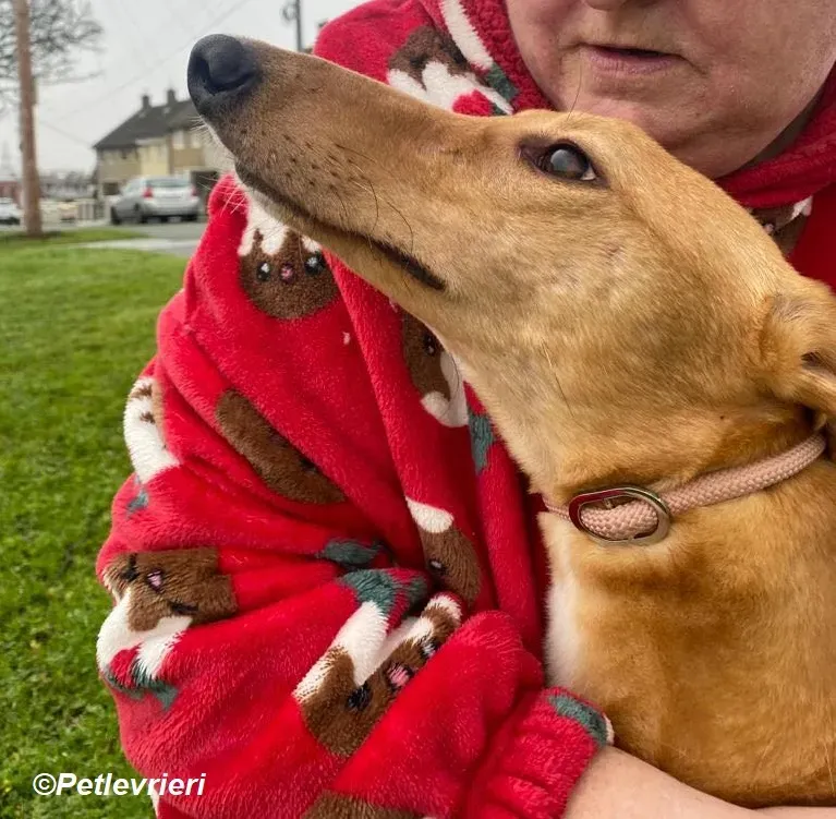 Thomas adozione levrieri greyhound 19