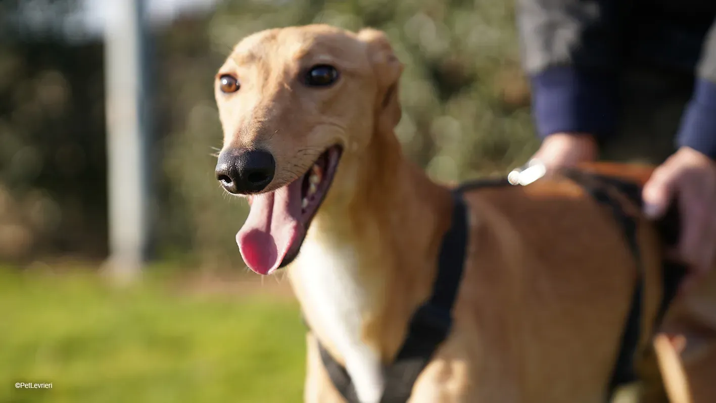 Thomas adozione levrieri greyhound 23 1