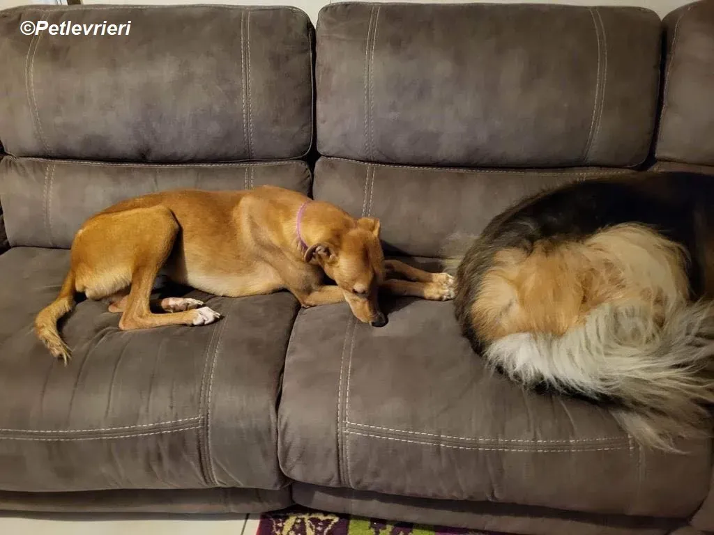 Thomas adozione levrieri greyhound 2