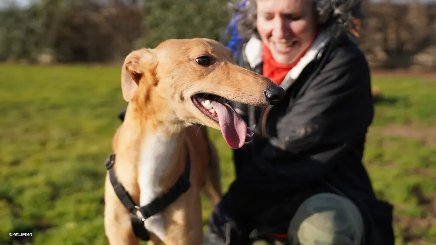 Thomas adozione levrieri greyhound 24 1