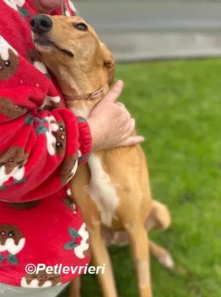 Thomas adozione levrieri greyhound 21